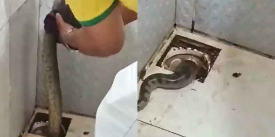 Em Belém, no Pará, uma sucuri apareceu no ralo do banheiro de uma casa. Um homem com luva e um pedaço de pau mexe na serpente, que vai embora pelo cano da residência.  Reprodução: Flipar