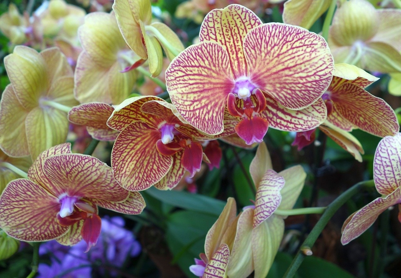 As sementes de orquídeas são extremamente pequenas e leves, quase como pó, e não contêm reservas nutritivas, por isso dependem de fungos para germinação e crescimento iniciais. Reprodução: Flipar