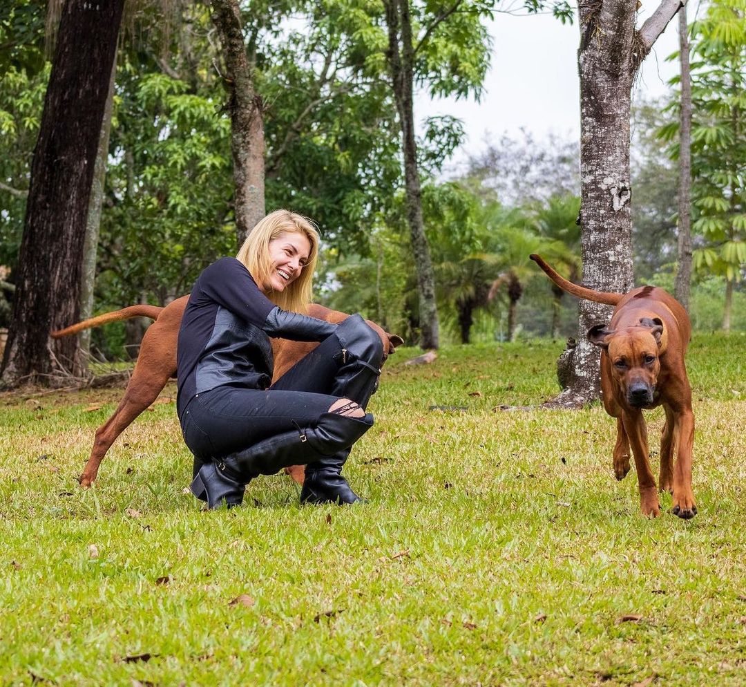 Cães da raça Rhodesian Ridgeback da criação de Ana Hickmann. Foto: Reprodução/Instagram