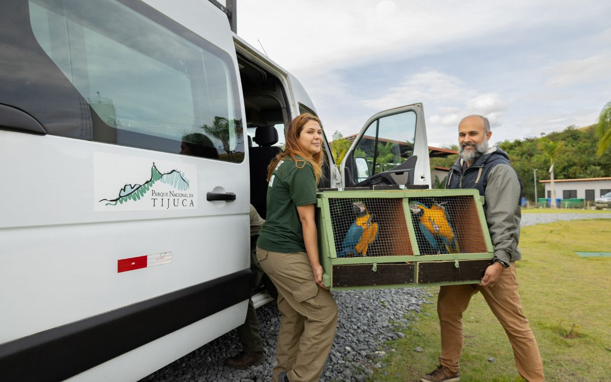 Araras-canindés voltam à Floresta da Tijuca após dois séculos de extinção. Foto: Divulgação/Flavia Zagury