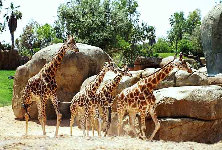As girafas possuem chifres na cabeça. São protuberâncias ósseas que servem para proteger a cabeça contra lesões. Os machos podem até desenvolver um segundo par. Reprodução: Flipar