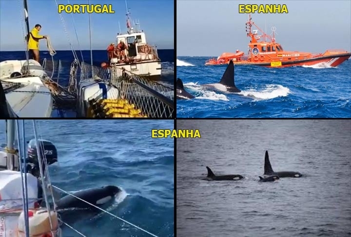 “Em mais de 500 eventos de interação registrados desde 2020, há três navios afundados. Estimamos que as orcas só tocam um navio em cada cem que navegam por um local”, disse.  Reprodução: Flipar