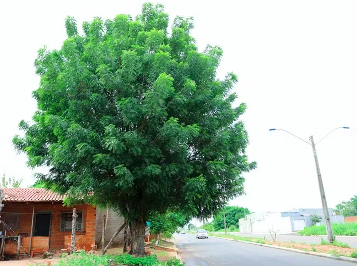 No município de Araguaína, Tocantins, os moradores estão sendo aconselhados pela prefeitura a evitar o cultivo de uma árvore conhecida como Nim.  Reprodução: Flipar