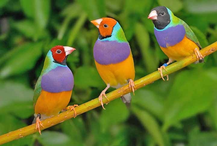 Diamante-de-Gould- Nativo da Austrália, o pequeno pássaro brilha com suas cores vivas, incluindo verde, amarelo e vermelho. Pode medir até 14 cm. Essa espécie está ameaçada de extinção, devido à devastação de áreas que são o seu habitat e ao tráfico ilegal de aves. Reprodução: Flipar