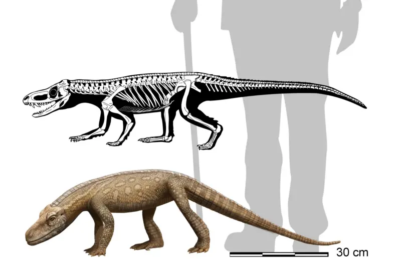 Fóssil de réptil mais antigo que dinossauro é encontrado no Brasil Matheus Gadelha