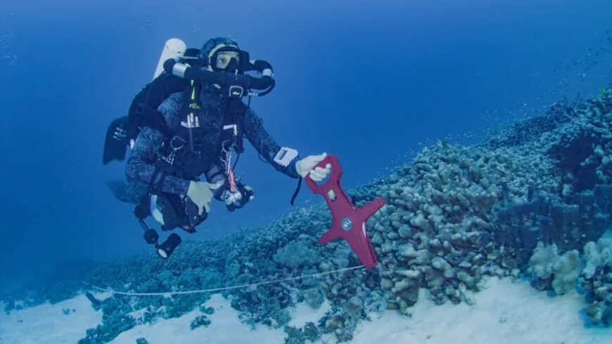 A maior parte do coral é marrom com manchas amarelas, vermelhas, azuis e rosa. A colônia é formada por milhares de pequenos organismos individuais - os pólipos de coral, relacionados a águas-vivas e anêmonas-do-mar.  Reprodução: Flipar