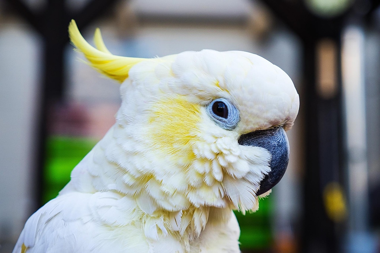 Exótica e com um topete de crista colorida, a Cacatua é uma ave bonita, sociável e inteligente. Ela, então, se popularizou como animal de estimação em várias partes do mundo e tem características próprias. O Flipar mostra alguns desses traços nesta galeria. Reprodução: Flipar