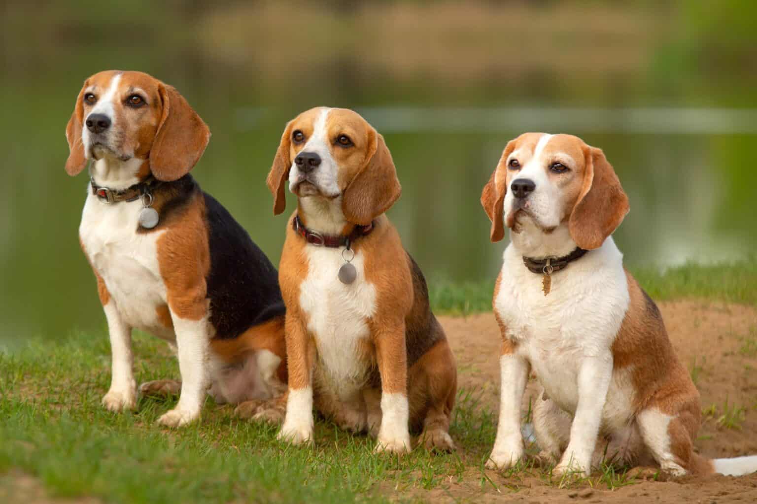 Beagle: uma raça super companheira e que adora brincar. Aliás, são cães que precisam gastar energia, portanto recomendado para crianças um pouco maiores e que adoram atividades físicas. São bastante dóceis e adoram carinho. Reprodução