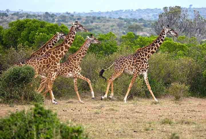 O pescoço das girafas é bastante longo e pesado: chega a 270 kg e pode medir até 2,4m. A revista Mammalian Biology descobriu que os pescoços das fêmeas adultas são proporcionalmente mais longos que os dos machos - estes possuem os pescoços mais largos, também proporcionalmente. Reprodução: Flipar