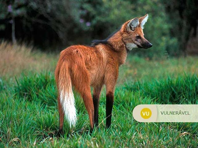 Lobo-Guará - Vive em savanas do centro-oeste do Brasil. Tem sofrido com a destruição do cerrado para ampliação da agricultura. É vítima de caça, atropelamento e doenças transmitidas por cães domésticos.  Reprodução: Flipar