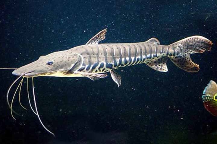 O peixe bagre é um nome popular usado para designar diversas espécies de peixes pertencentes principalmente à ordem Siluriformes, encontradas tanto em água doce quanto em ambientes marinhos. 
 Reprodução: Flipar