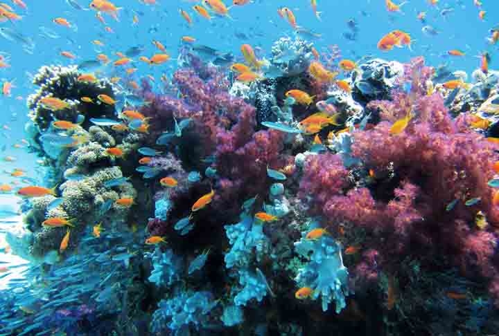 Uma pesquisa recente, publicada por cientistas do Brasil, Itália, Alemanha e dos Estados Unidos na Revista Nature, revelou que a costa brasileira abriga um dos maiores sistemas de corais do mundo! Reprodução: Flipar