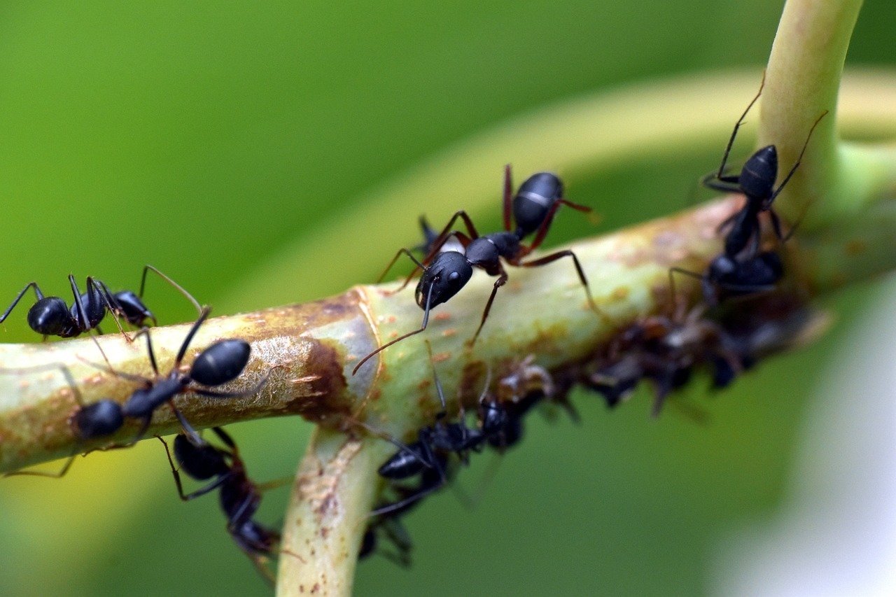 Algumas formigas usam a saliva para colar detritos de folhas, grãos de areia e outros materiais em seu ninho. Mesmo sendo um bicho minúsculo, existem tantas que a massa corporal, juntando todas, representa 1/5 do peso de todas as pessoas no mundo.  Reprodução: Flipar