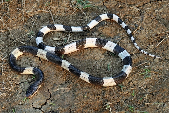 Krait Malasyana - Vive em países do Sudeste Asiático, principalmente Indonésia e Malásia. É facilmente reconhecida, pois tem listras pretas e brancas.  Metade das vítimas dessa cobra morre mesmo se houver aplicação de antídoto. Dentre as sequelas de quem sobrevive, pode sofrer paralisia grave.  Reprodução: Flipar