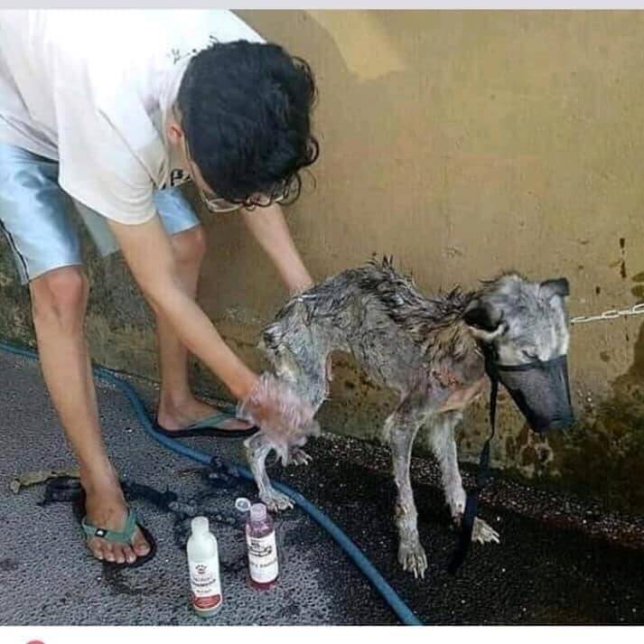 Antes e depois de cão resgatado. Foto: Artes de Cachorro