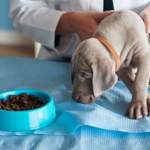 Dica importante: Alimentação dos pets - Para mantê-los saudáveis é preciso ter muito cuidado. Há alimentos que são proibidos para cães, pois podem causar intoxicação. É o caso, por exemplo, de chocolate, uvas ou cebola. Procure se informar com fontes confiáveis antes de fornecer alimentos que não sejam ração.  Reprodução: Flipar