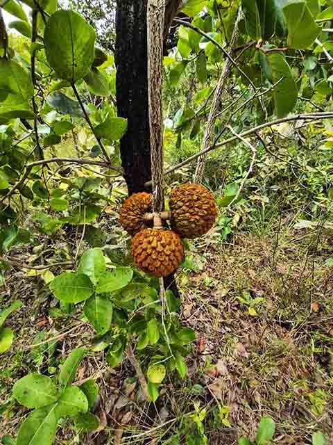 Nesse sentido, ele produz um aroma forte, que pode causar estranhamento em um primeiro momento, sobretudo para quem nunca provou, mas o cheiro marcante faz parte da identidade deste fruto. Reprodução: Flipar