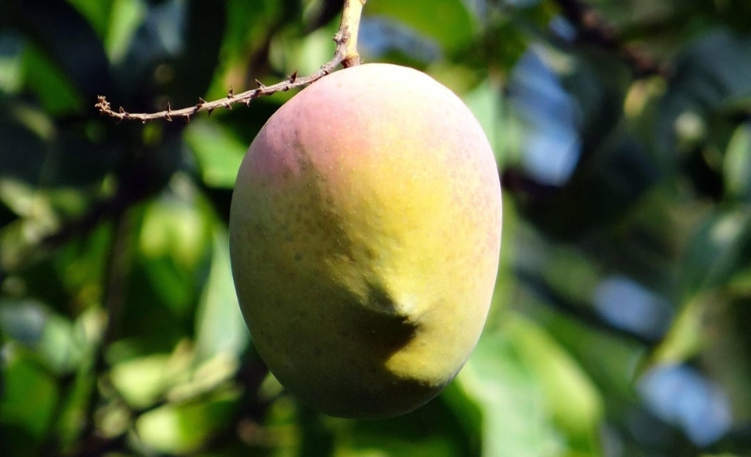 Em algumas regiões, a mangueira e a manga possuem um significado simbólico, representando a fertilidade, a abundância e a natureza.  Reprodução: Flipar