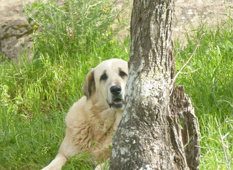 Este cão é considerado calmo, seguro e gosta de crianças. Mas só fica tranquilo no ambiente familiar.   Reprodução: Flipar