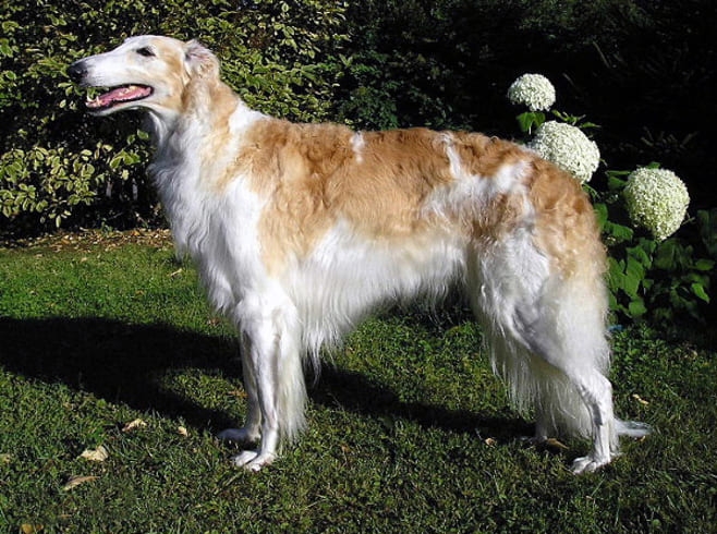 Borzoi: Este cão de origem russa tem porte elegante e pelagem longa. É conhecido por sua velocidade e graça. É calmo, afetuoso e um pouco independente, sendo reservado com estranhos, mas muito leal à família.



 Reprodução: Flipar