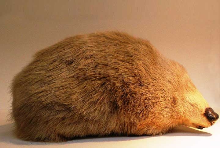 Um animal não era visto desde 1936, e estudiosos achavam que estava extinto.Trata-se da toupeira-dourada de Winton (Cryptochloris wintoni), que ressurgiu na África do Sul, conforme aponta um relato da revista Biodiversity And Conservation. Reprodução: Flipar