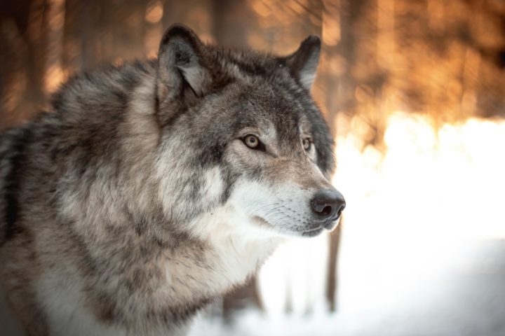 O fato de alguns se tornarem líderes está ligado ao aumento dos níveis de testosterona causado pelo parasita, que faz com que os lobos se tornem mais agressivos e dominantes, facilitando sua ascensão na matilha. Reprodução: Flipar