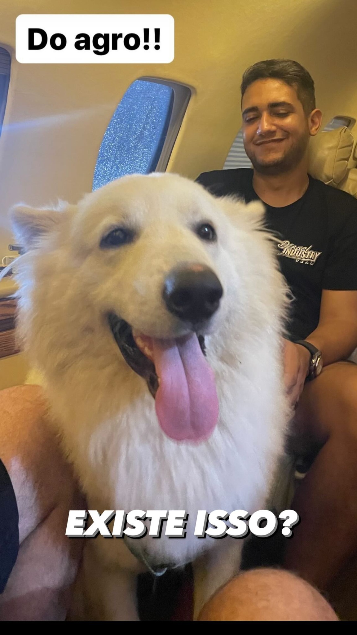 Henrique e Juliano "roubam" cães de Nattan e os levam de avião para outro estado Reprodução/Instagram