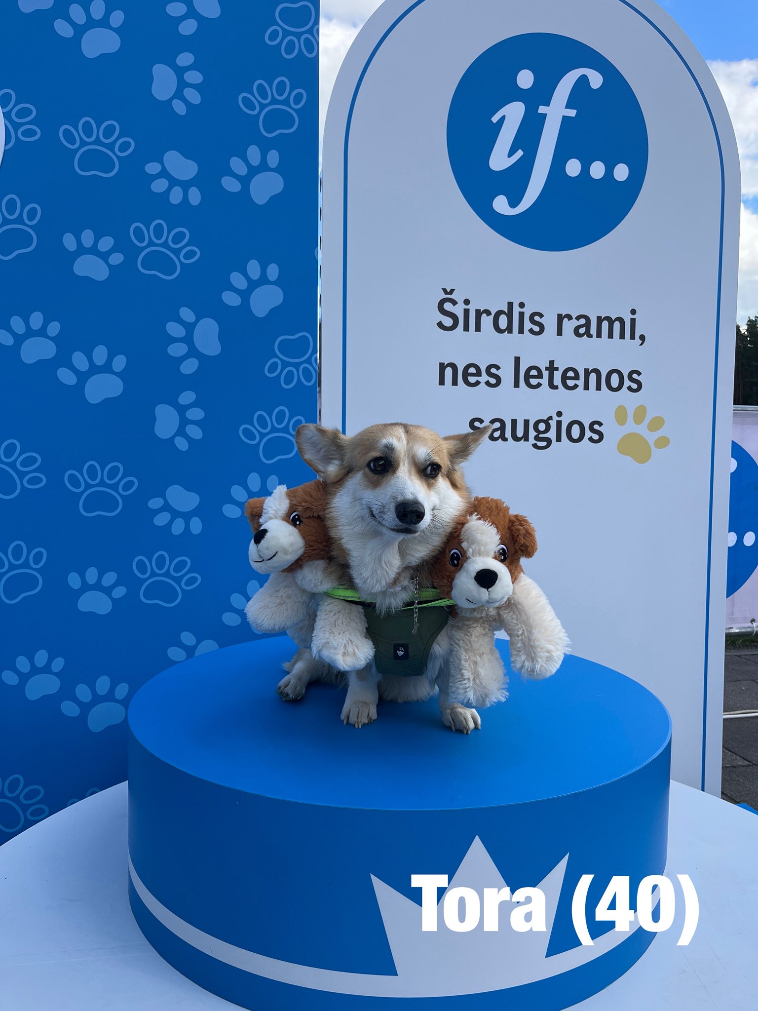 Corrida de Corgis reúne competidores fantasiados na Lituânia. Foto: Facebook/Corgi Race Vilnius