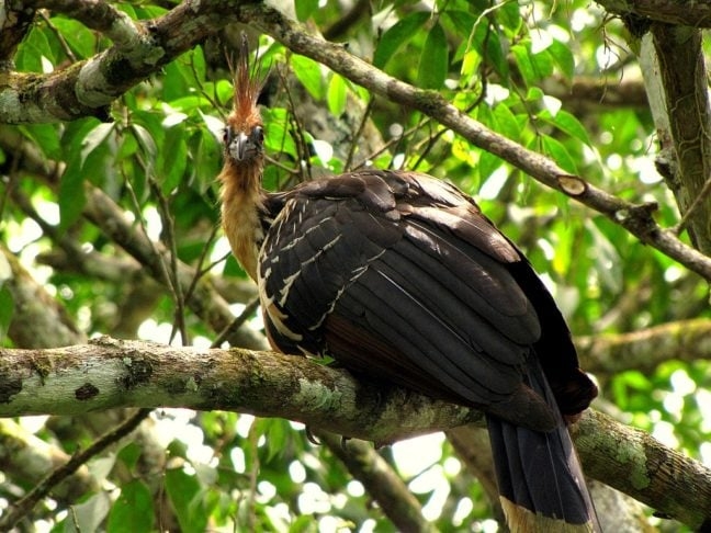 Pássaro – Jacu-cigano: Essa ave encontrada nas regiões de rios e lagos de águas calmas da Amazônia, chama a atenção por sua aparência peculiar, com penas eriçadas e uma cabeça colorida. Reprodução: Flipar