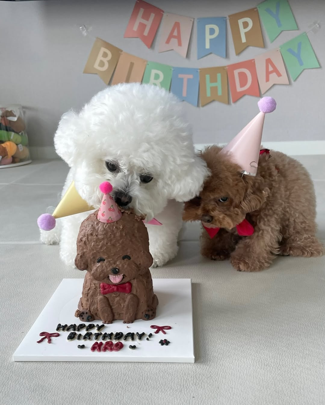 Poodles se divertem. Foto: Reprodução Instagram @arang2o_o
