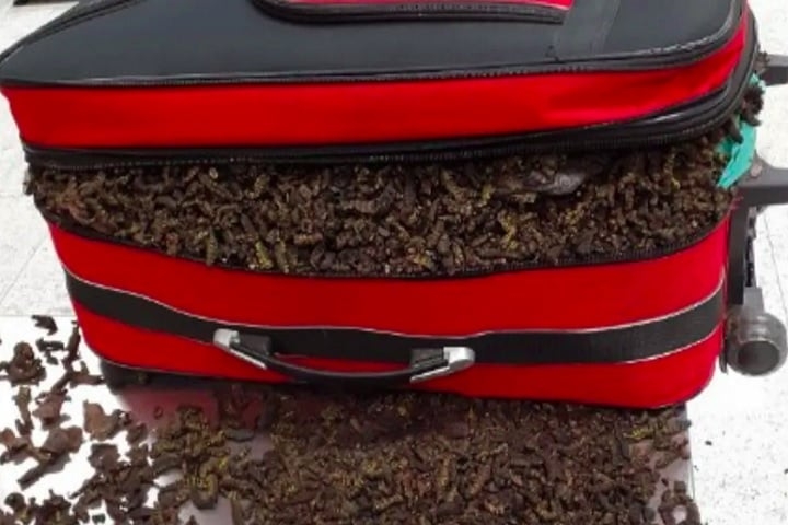 Larvas: Em setembro de 2021, um passageiro vindo da Angola trazia na mala 18 kg de larvas, pescado e algumas folhas. O material foi apreendido pela Vigiagro no aeroporto de Guarulhos. Reprodução: Flipar