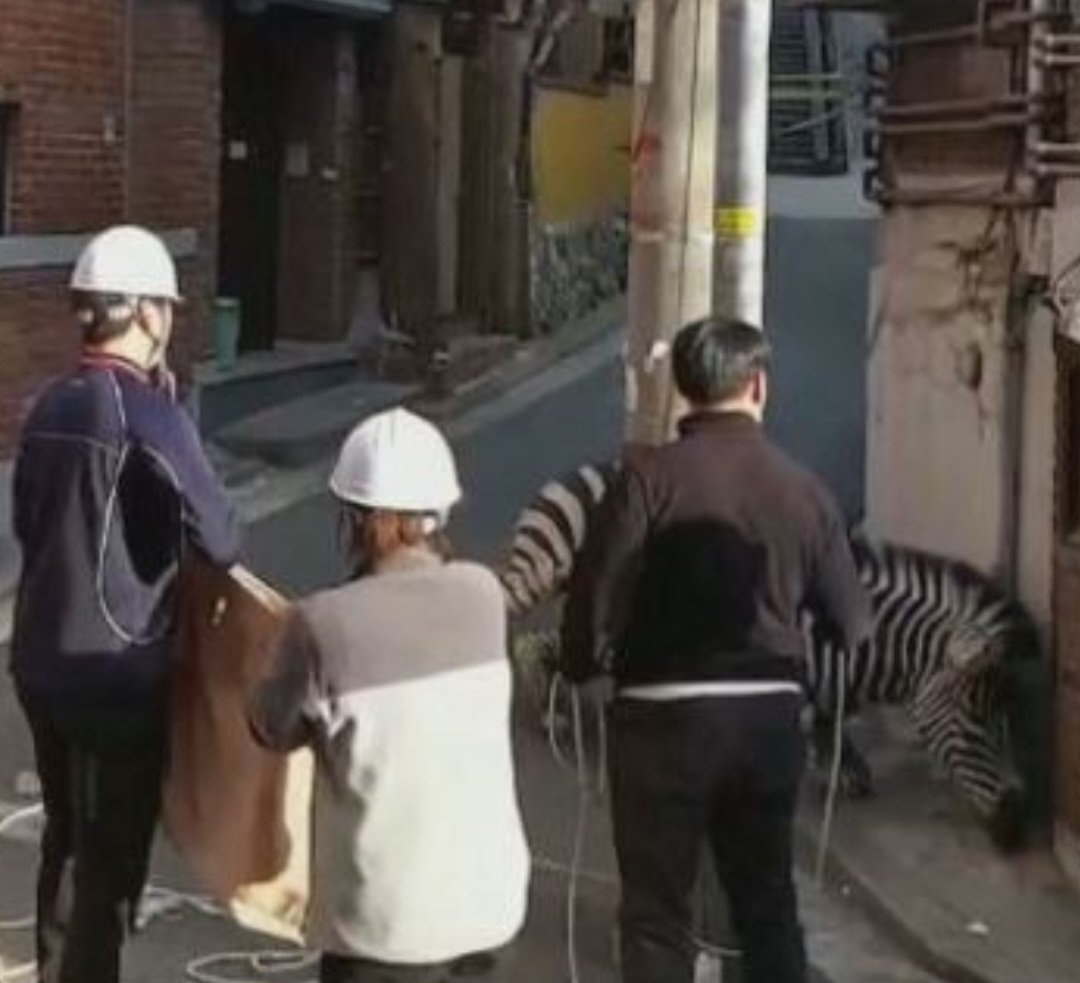 A zebra, então,  caiu sobre a calçada, na esquina, sob efeito do medicamento. E a equipe pôde imobilizá-la para levá-la de volta ao zoológico. Reprodução: Flipar