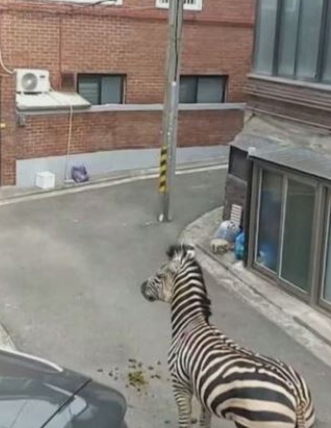 As zebras, portanto, são animais selvagens. Daí a preocupação quando, recentemente, uma zebra escapou do zoológico na Coreia do Sul e entrou numa área residencial. Reprodução: Flipar
