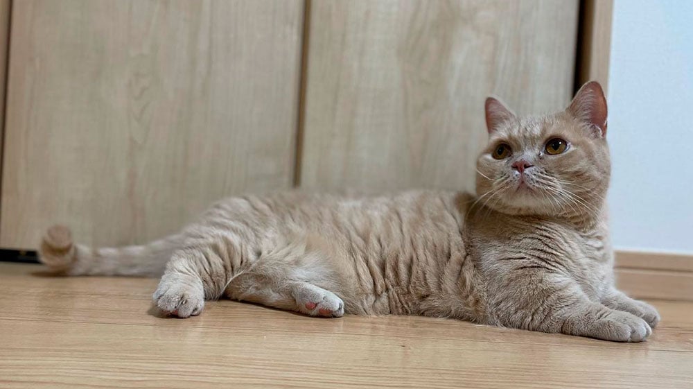 O gato Munchkin não precisa de banhos, mas se tiver sujo, pode lavar com água e sabonete especial para gatos. Foto: Reprodução/Instagram 04.08.2023