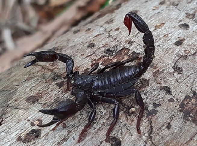 Sua presença indica equilíbrio ambiental e boa conservação dos habitats onde vive, ou seja, ele é um indicador biológico relevante em estudos ecológicos e ambientais. Reprodução: Flipar