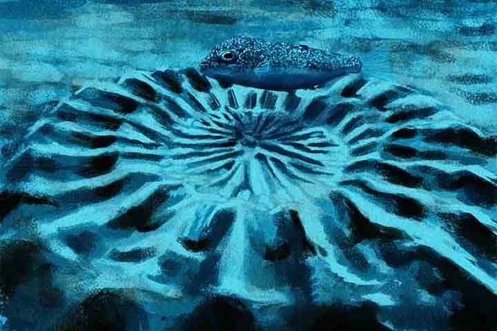 Peixe baiacu japonês (Torquigener albomaculosus): Machos dessa espécie desenham complexos padrões circulares na areia para atrair as fêmeas. Esses padrões, que lembram mandalas, são feitos com o movimento de suas barbatanas e ajudam a abrigar os ovos. Reprodução: Flipar