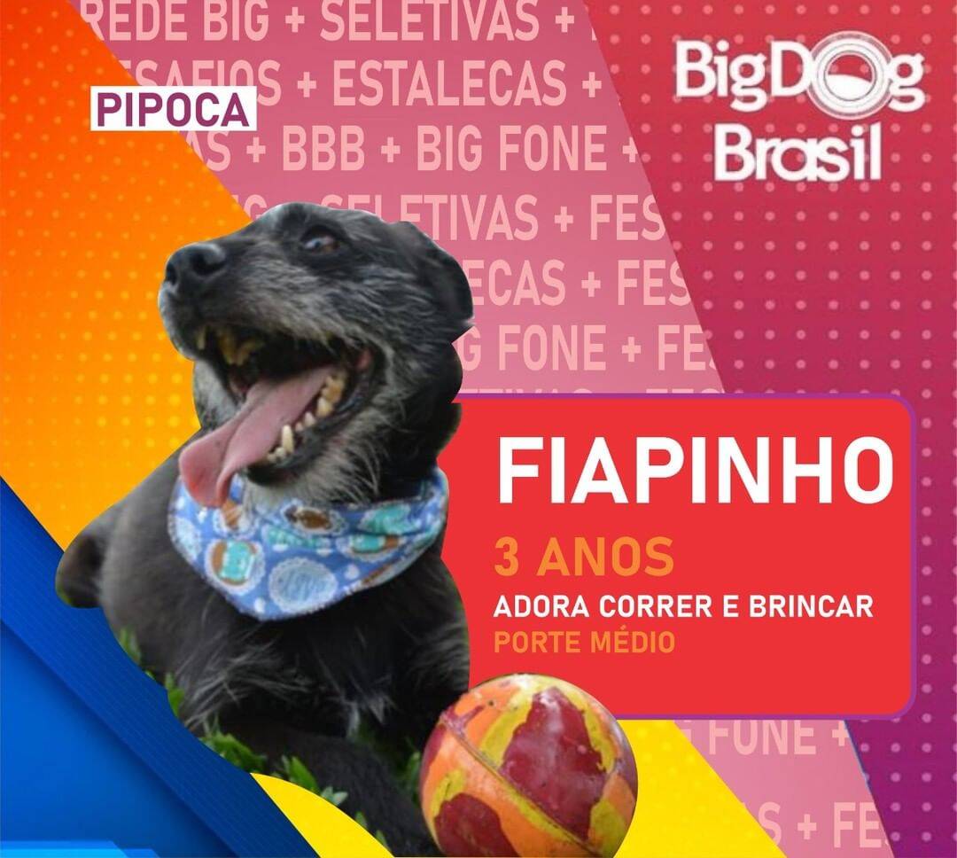 Prefeitura de Pinhais cria “Big Dog Brasil” para incentivar a adoção. Foto: Reprodução / Instagram