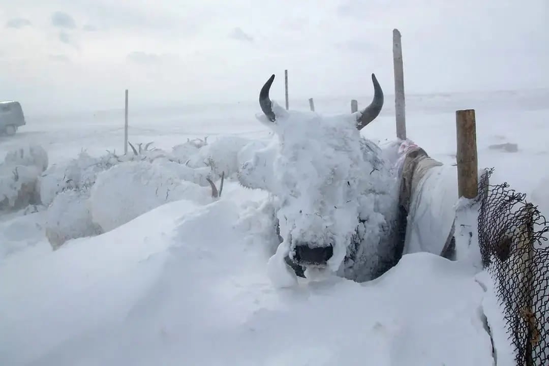 Uma das raças mais raras de gado no mundo vive na Sibéria e se destaca por resistir a temperaturas extremamente baixas.  É o gado yakutiano, ou Sakha Yatki.