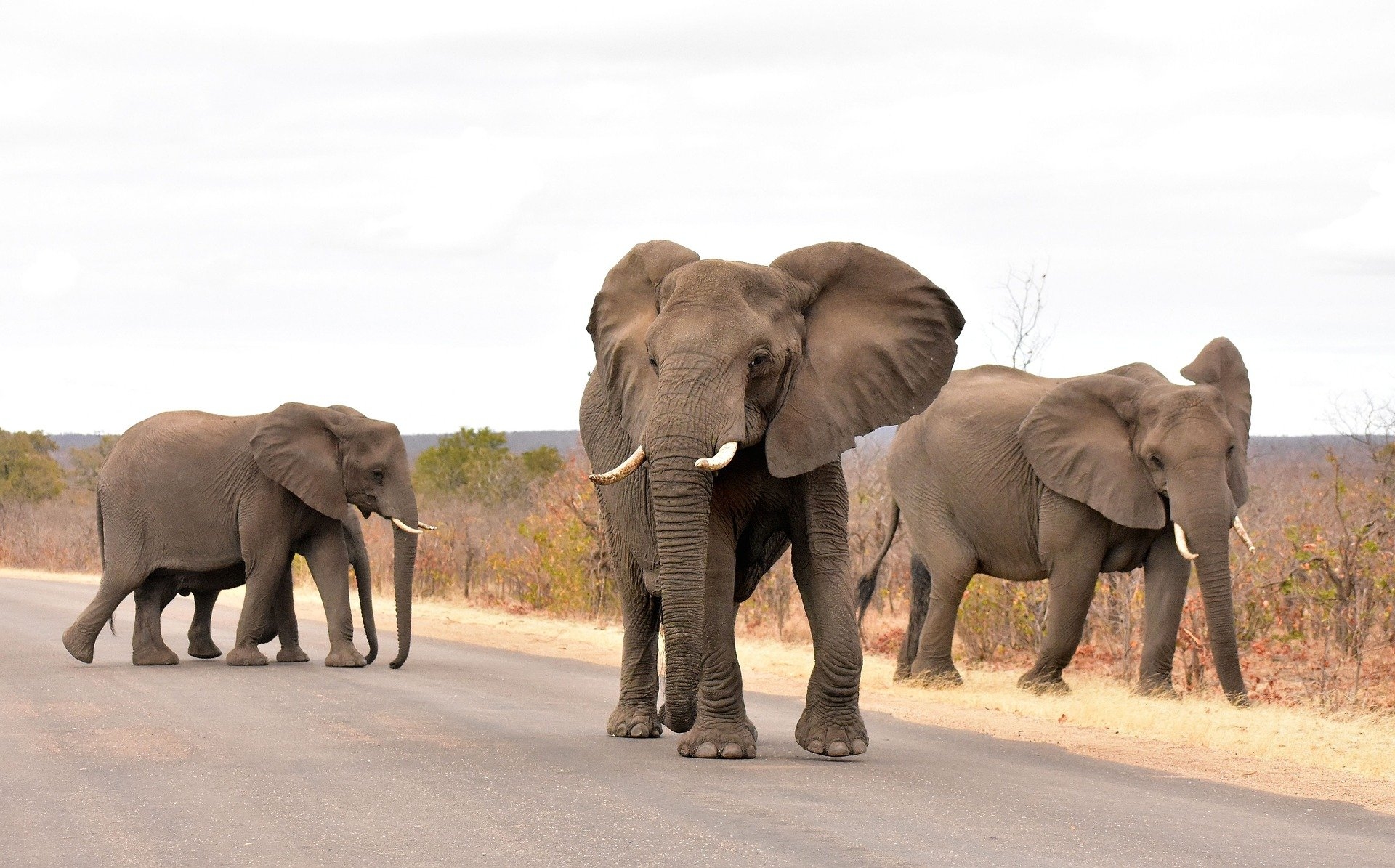 O Parque Nacional Kruger permite a realização de safáris autonômos, mas a presença de um guia é fundamental para otimizar o tempo e saber a exata localização de animais, até com experiência sobre os melhores horários.  Reprodução: Flipar