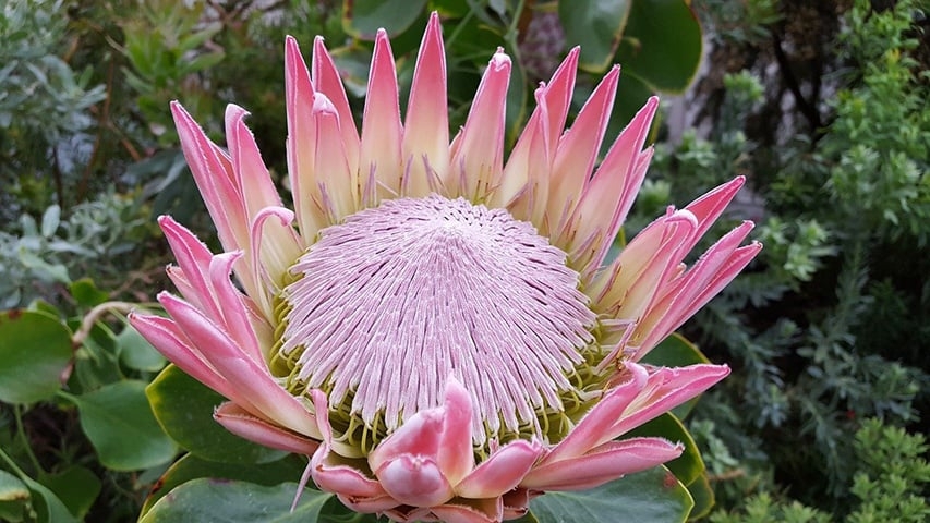 Protea - Uma das flores mais belas e antigas do mundo. Proveniente da África do Sul, seu nome deriva de Proteus, divindade grega com poder da metamorfose. A flor Protea tem capacidade de se transformar e se adaptar a ambientes inóspitos. Reprodução: Flipar