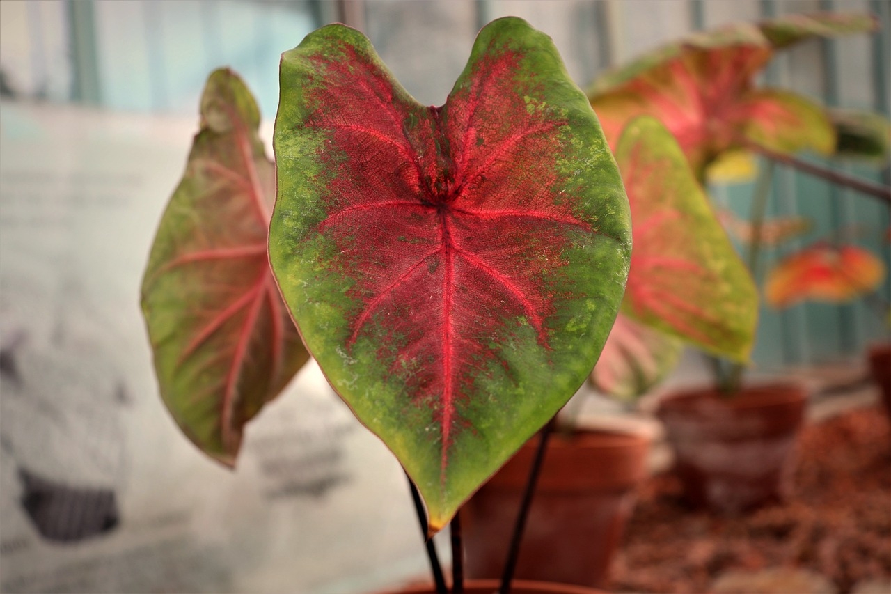 Caladium bicolor é uma planta originária da América Central e América do Sul, especialmente comum no Brasil, México e Costa Rica. Habita florestas tropicais úmidas e exibe suas folhas coloridas no verão, com tons de vermelho que destacam sua beleza exótica.
 Reprodução: Flipar