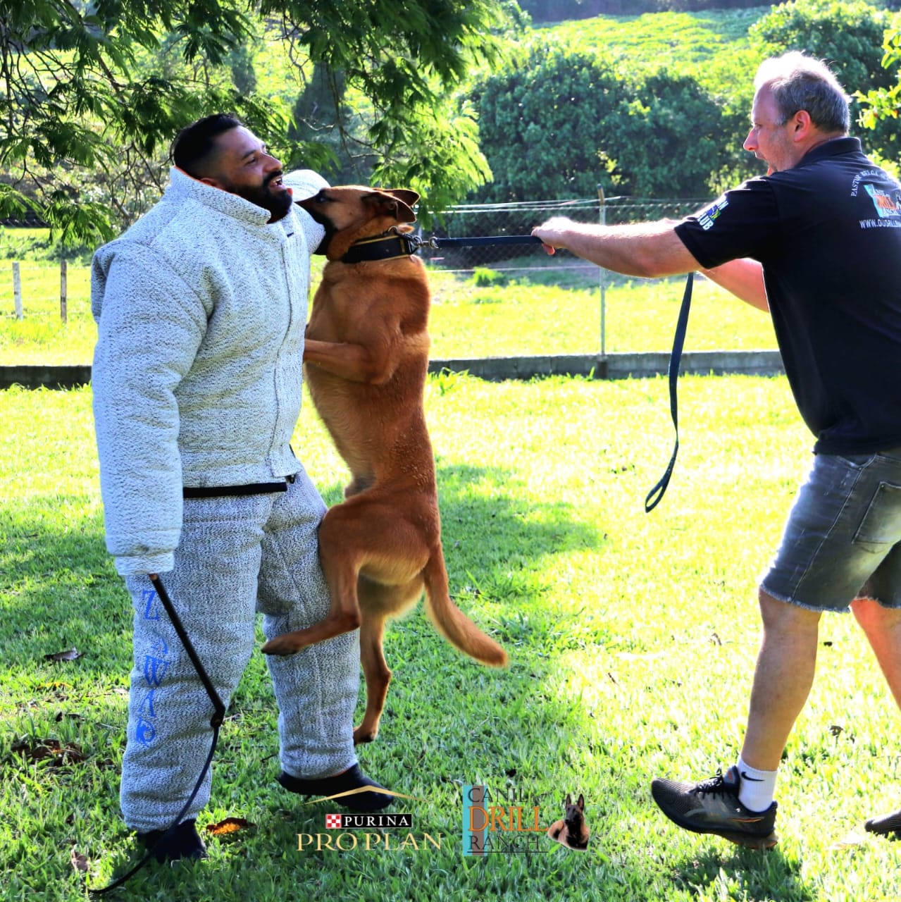 O animal é treinado para imobilizar criminosos em casos de fuga. Foto: Reprodução/Du Drill Ranch