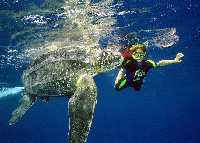 Tartaruga Cabeçuda - Vive na costa brasileira, principalmente no Espírito Santo, Bahia, Sergipe e Rio de Janeiro. Bota os ovos no litoral e, muitas vezes, os ovos são destruídos nas praias, impedindo a reprodução.  Reprodução: Flipar