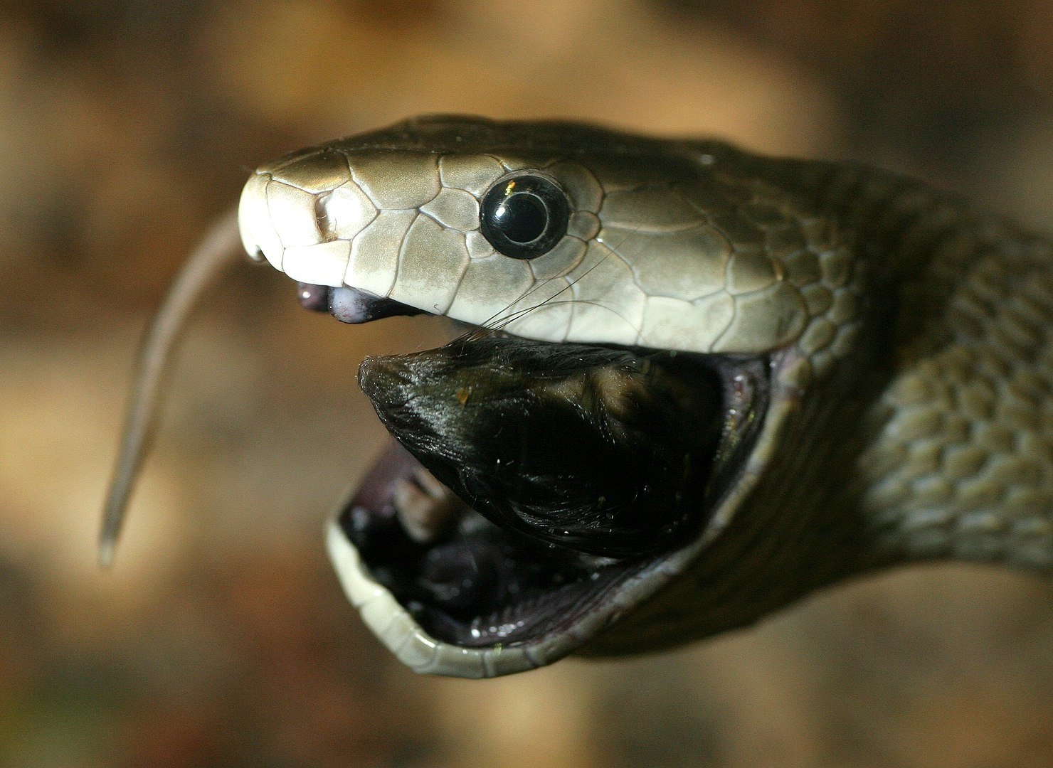 Mamba Negra - Nativa da África. Pode ser preta ou cinza, mas a parte de dentro da boca é sempre negra. É a cobra mais rápida do mundo: rasteja a  20 km/h. Portanto, não dá nem pra fugir.  Reprodução: Flipar