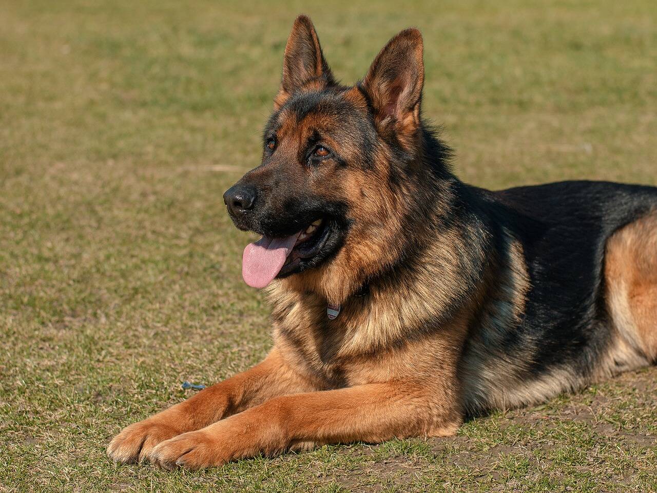 Um cão leal, protetor e de fácil adestramento. Foto: Adam Kontor/Pixabay