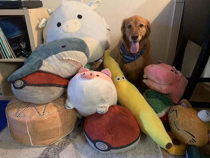 Cão possui coleção de brinquedos. Foto: REPRODUÇÃO/ IMGUR