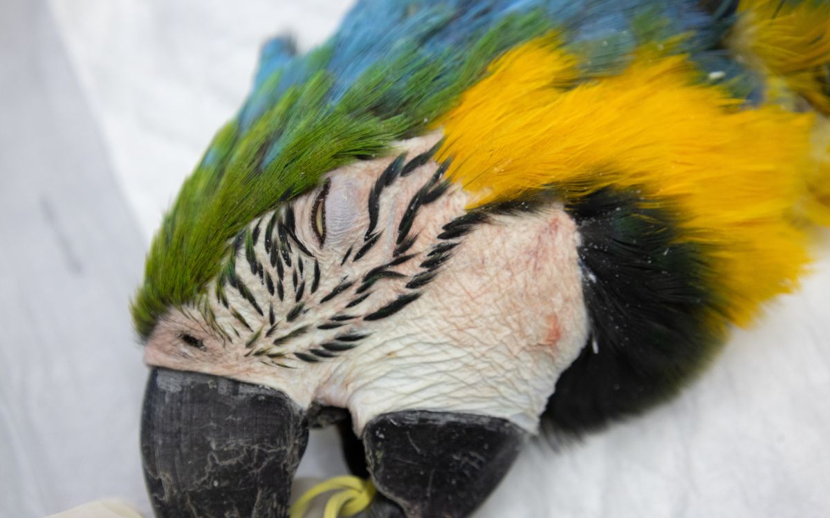 Araras-canindés voltam à Floresta da Tijuca após dois séculos de extinção. Foto: Divulgação/Flavia Zagury