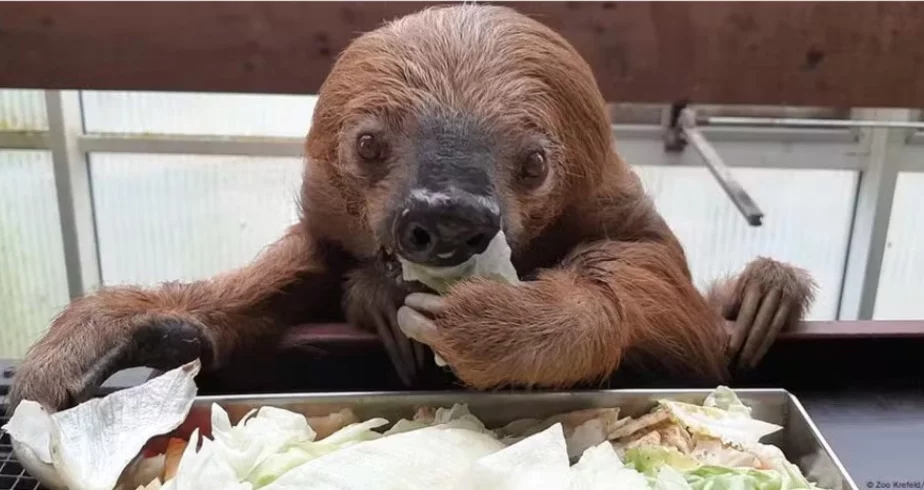 O bicho-preguiça  que era considerado o mais velho do mundo morreu em agosto de 2024, aos 54 anos, no zoológico de Krefeld, na Alemanha. Batizado de Jan, ele nasceu em ambiente selvagem, em 1969. Em 1986, passou um período no zoo de Hagenbeck, em Hamburgo, antes de ser transferido para Krefeld.  Reprodução: Flipar