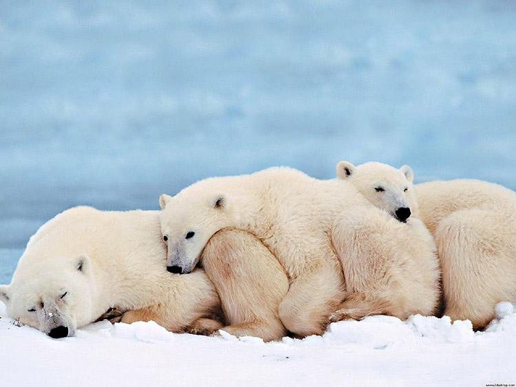 Ursos - A temperatura corporal dos ursos cai de 38ºC para 34ºC no inverno. Eles não chegam a hibernar. Mas dormem bastante nessa época, com a queda do metabolismo.  Reprodução: Flipar