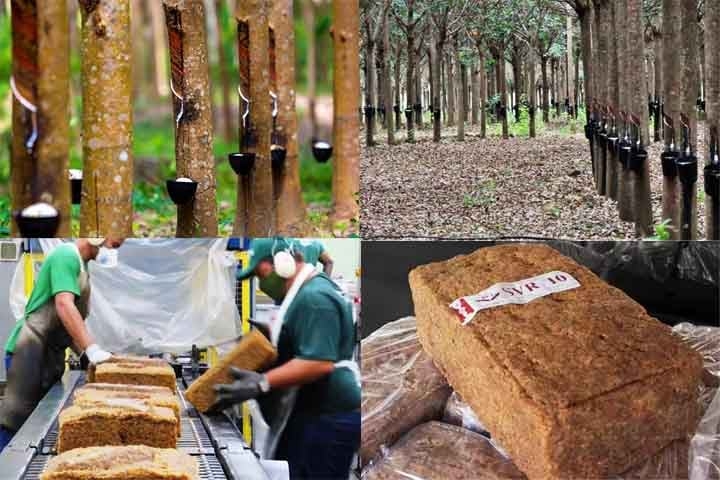 Nos últimos anos, o uso responsável da borracha natural cresceu, com foco na preservação ambiental e melhores condições de trabalho para seringueiros. Métodos alternativos de produção buscam reduzir impactos ambientais. Reprodução: Flipar